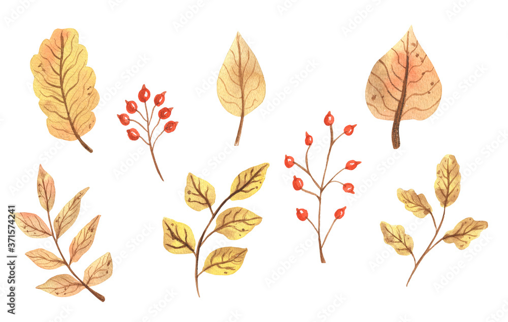 Autumn fall watercolor leaves.Hand Drawn watercolor illustration.solated on a white background.