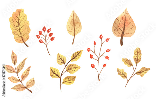 Autumn fall watercolor leaves.Hand Drawn watercolor illustration.solated on a white background.