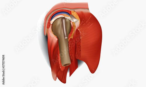 Human Shoulder Bone