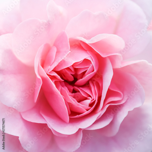 Soft focus, abstract floral background, pink rose flower. Macro flowers backdrop for holiday brand design