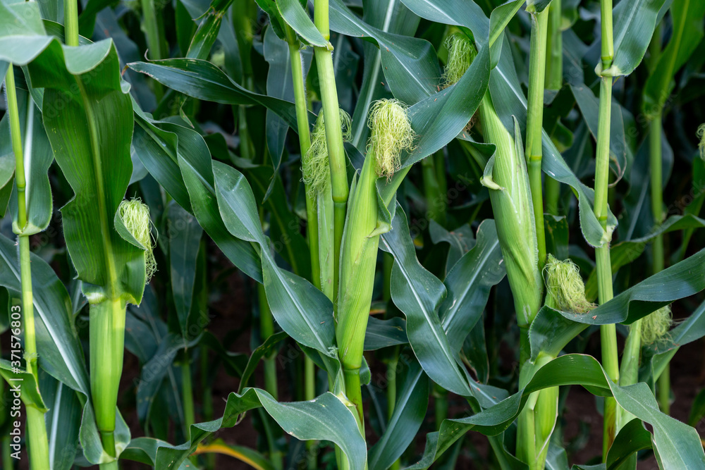 A full frame photograph of corn growing A full frame photograph of corn growing