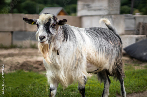 A hornless goat stands in the countryside. Beautiful goat beard