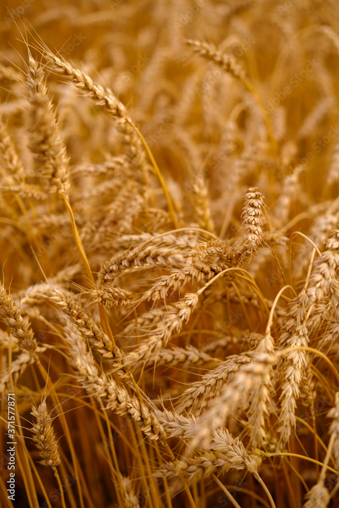 Fototapeta premium Golden ears of wheat close-up. Background image. High quality photo