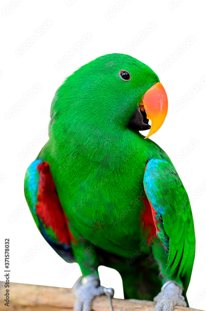 green parrot on a white background