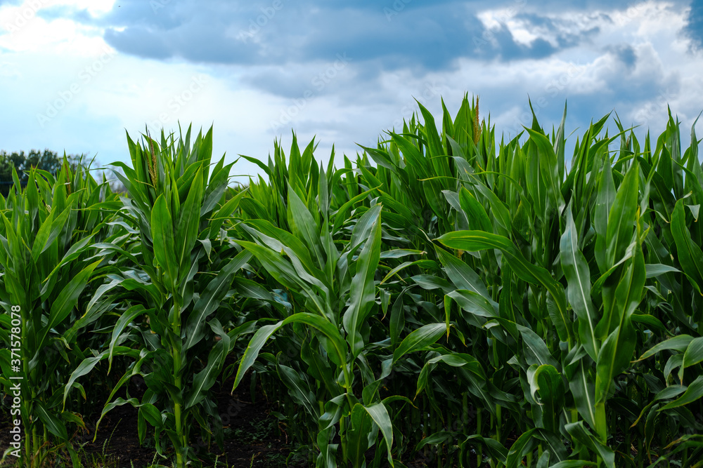 Green corn field against the blue sky. Beautiful landscape. High quality photo Green corn field against the blue sky. Beautiful landscape. High quality photo