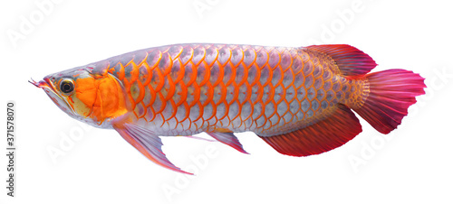 Arowana fish on white background.