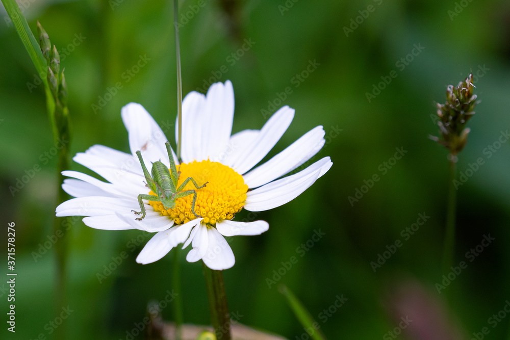 Great green grasshopper (Tettigonia viridissima). White flower (Leucanthemum). Great green grasshopper (Tettigonia viridissima). White flower (Leucanthemum).