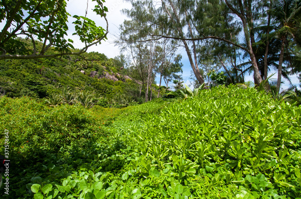 Fototapeta premium Lush vegetation on the bay of Anse Cocos in La Digue Island, Seychelles