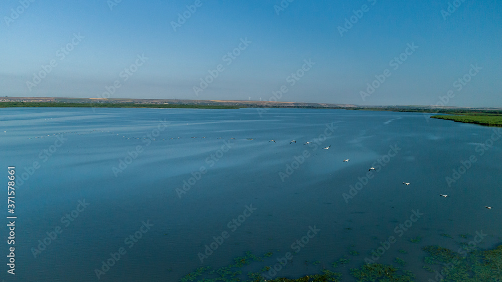 aerial shot from drone of flying flock of pelicans over lake beleu, moldova