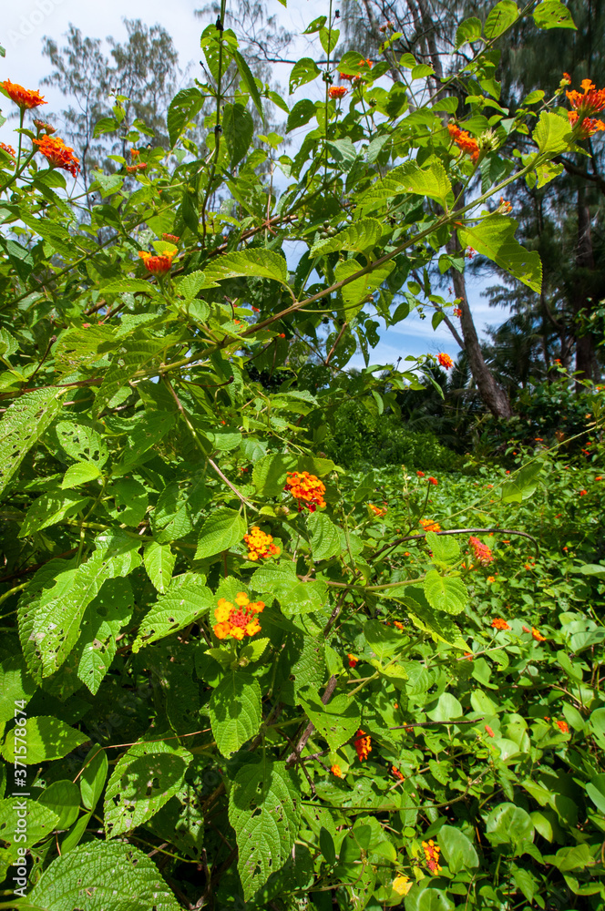 Beautiful orange tropical flowering plant of Common Lantana (Lantana camara) introduced in Seychelles