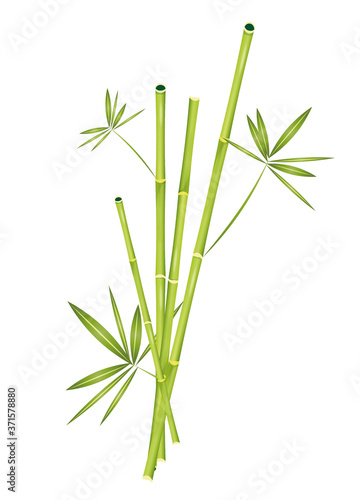 stilvoll arrangierter Bambus mit Bambusblätter