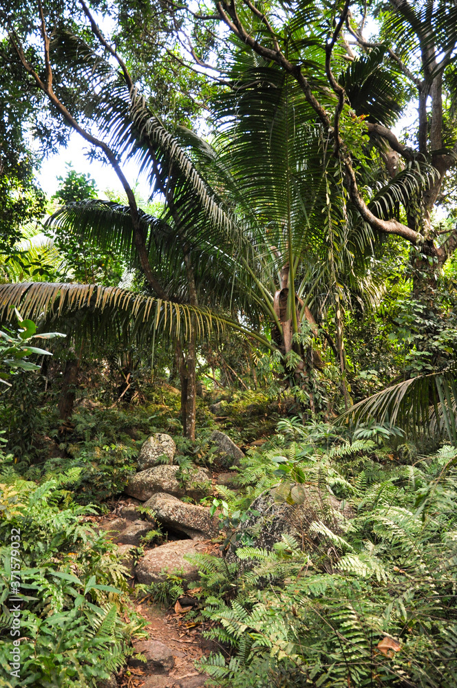 Naklejka premium Footpath through the rainforest in a tropical island