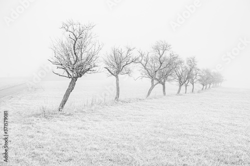 Winter Winterlandschaft Bäume Nebel Reif Schnee Eis Saarland Biospäre