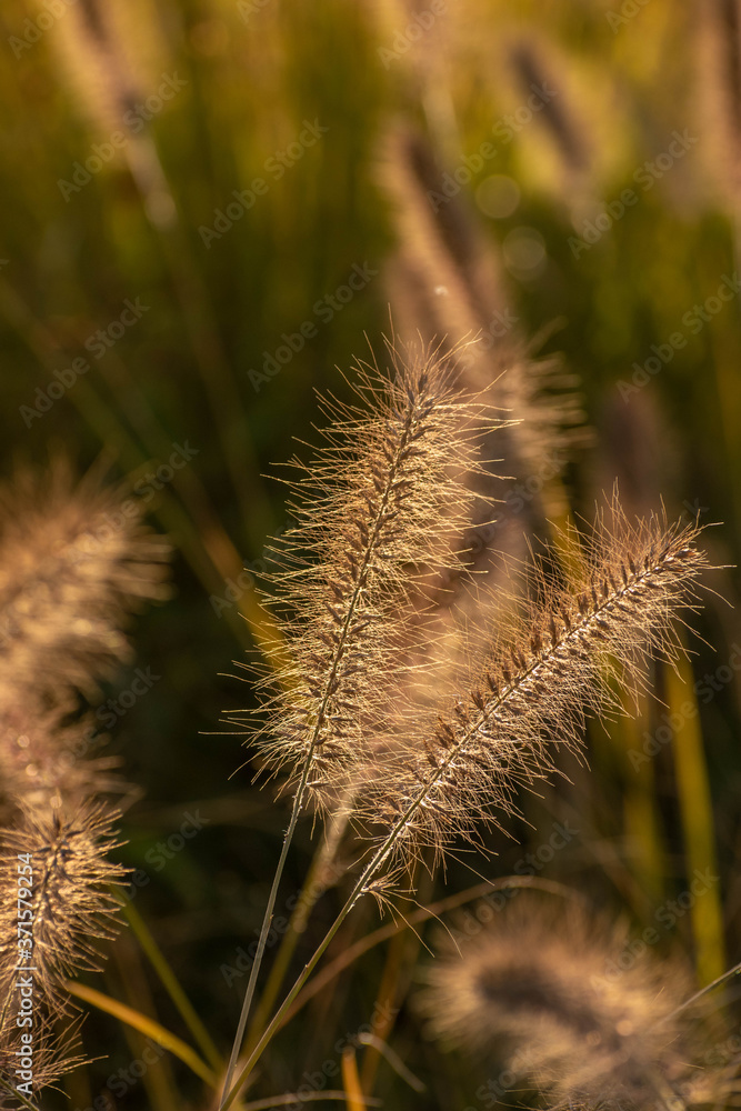 Obraz premium 夕日に輝くキンエノコログサの穂 