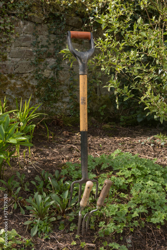 Garden Forks in a Herbaceous Border in a Country Cottage garden in Rural Devon, England, UK © Peter