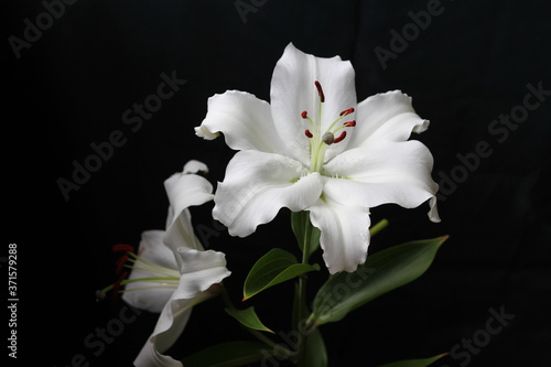 Snow-white lily Villa Blanca on a black background. Balcony flowers. With a beautiful strong aroma.