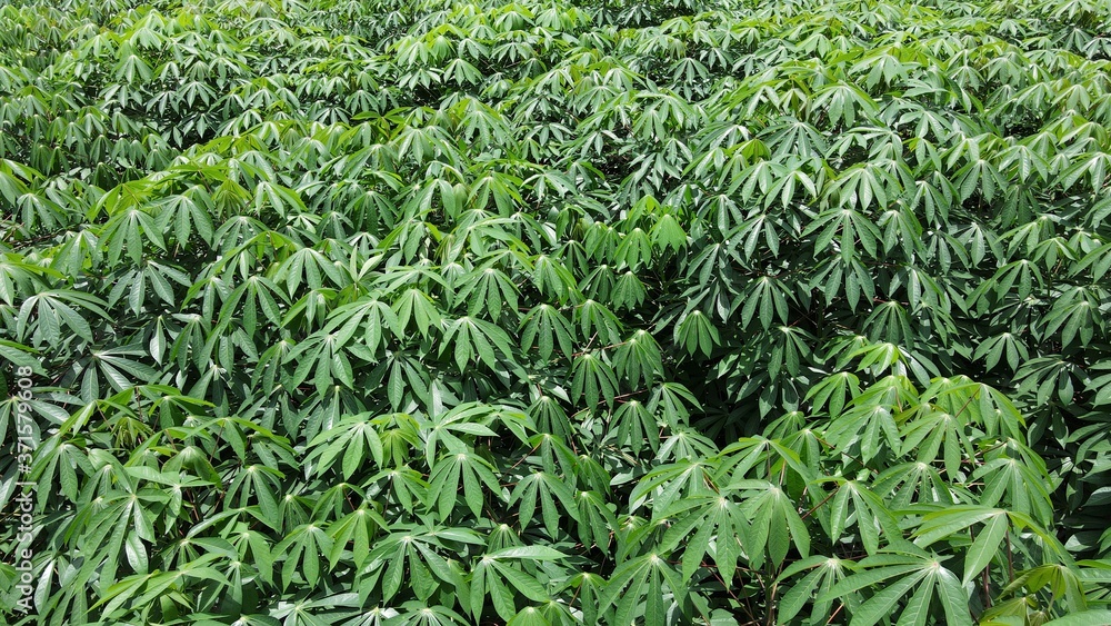 Top view Cassava green leaves on field. Top view Cassava green leaves on field.