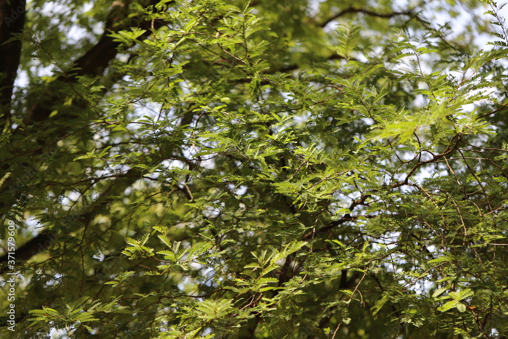 Trees in the garden of Thailand Trees in the garden of Thailand
