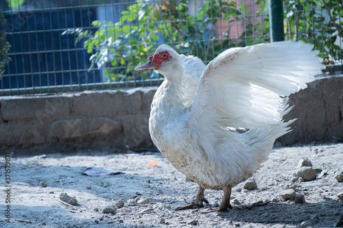 white duck