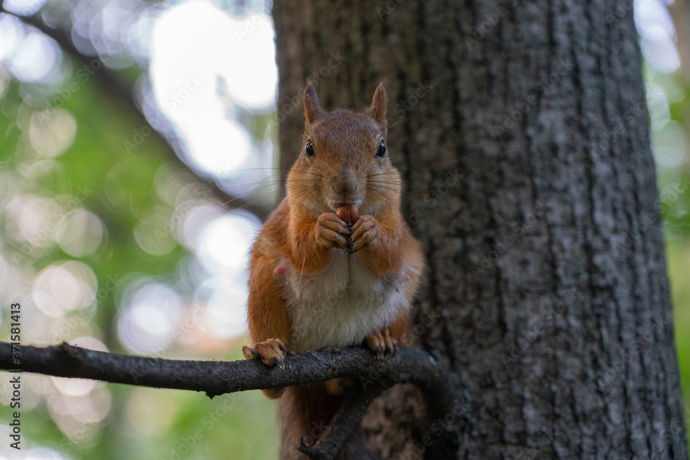 Squirrel sits on a branch, eats a nut and stares at the camera. Squirrel sits on a branch, eats a nut and stares at the camera.