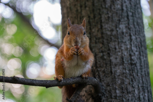Squirrel sits on a branch, eats a nut and stares at the camera. © Алексей Ветвинский