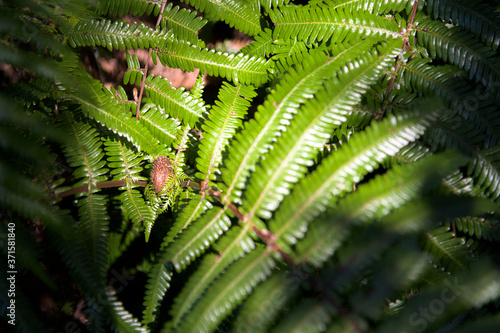 Wallpaper Mural シダ類と木漏れ日 Torontodigital.ca