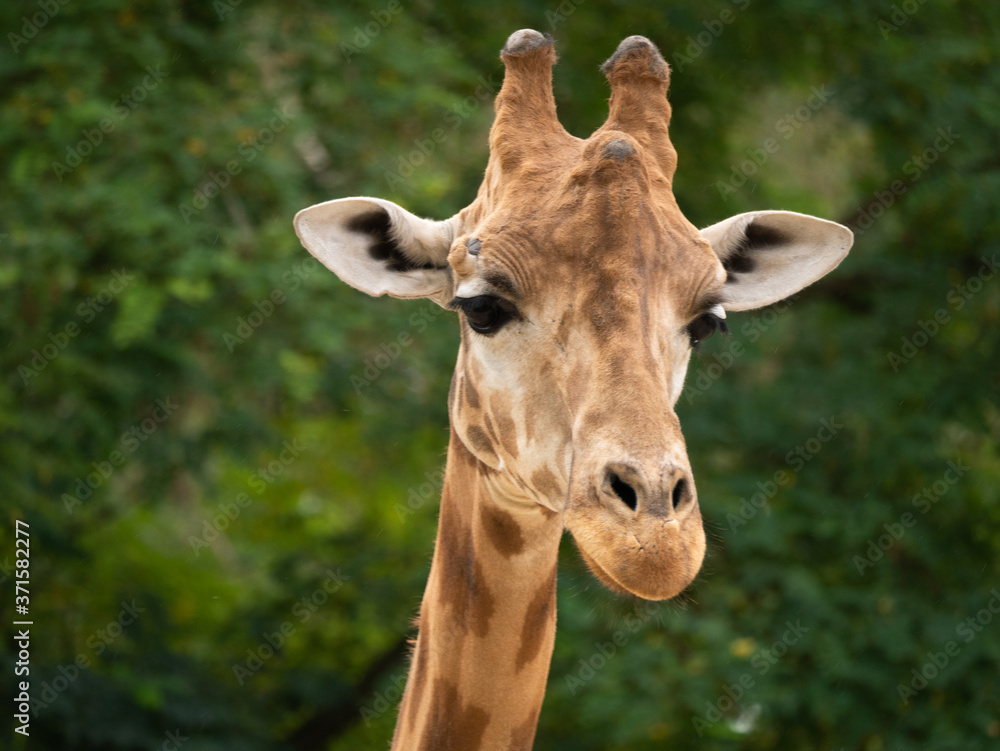 girafe girafe