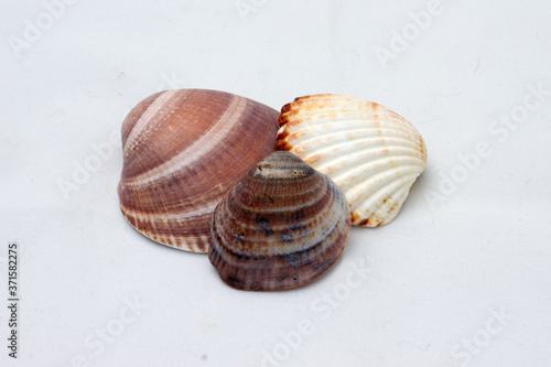 Sea shells, from the Mediterranean Sea.