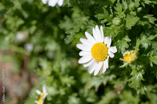 ノースポール　カンシロギク