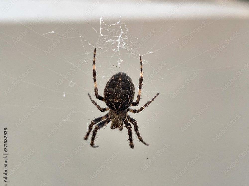 Spider Spider