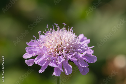 Field scabiosa (knautia arvensis) photo