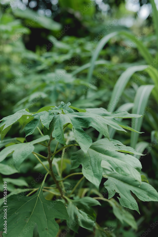 green leaves of a plant green leaves of a plant