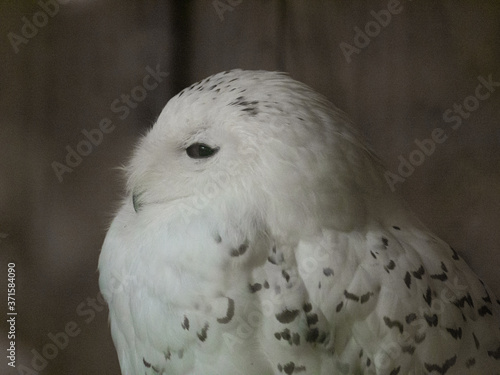 harfang des neiges photo