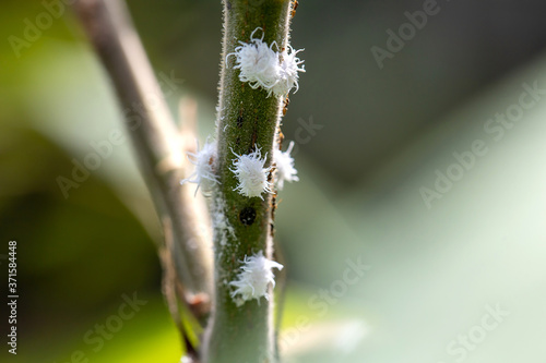 Mealybugs infestation growth of the plant, selective focus image.