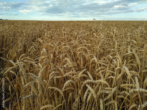Endless field of ripe golden wheat with ripe ears against the blue sky.