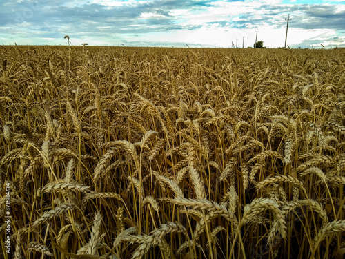 Endless field of ripe golden wheat with ripe ears against the blue sky.
