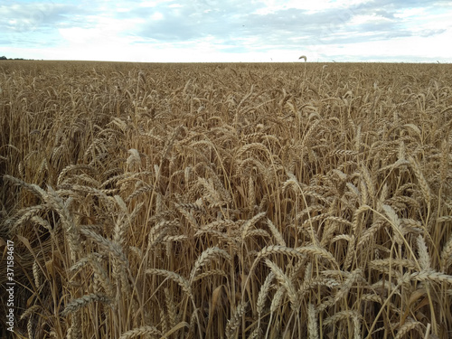 Endless field of ripe golden wheat with ripe ears against the blue sky.