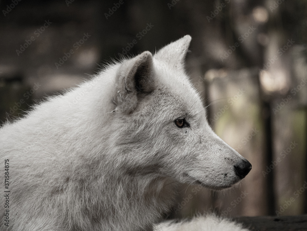 Loup blanc Loup blanc
