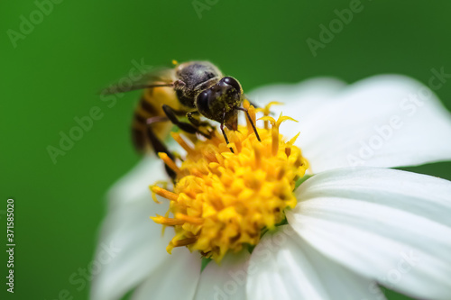 Bidens pilosa flower blooming with single bee drinking nectar nature insect background