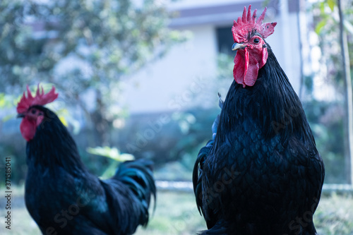 rooster on the grass