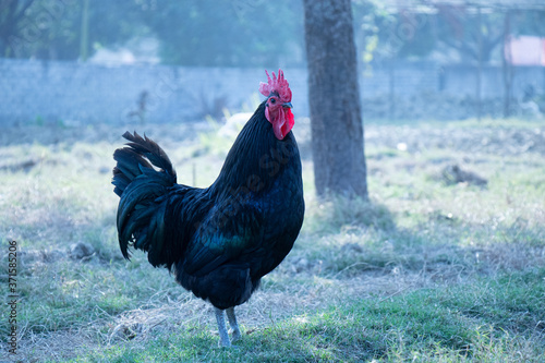 rooster in the grass