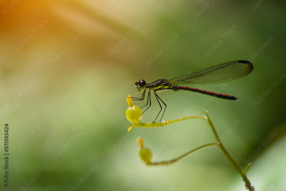 Dragonfly resting on flower with green background Dragonfly resting on flower with green background