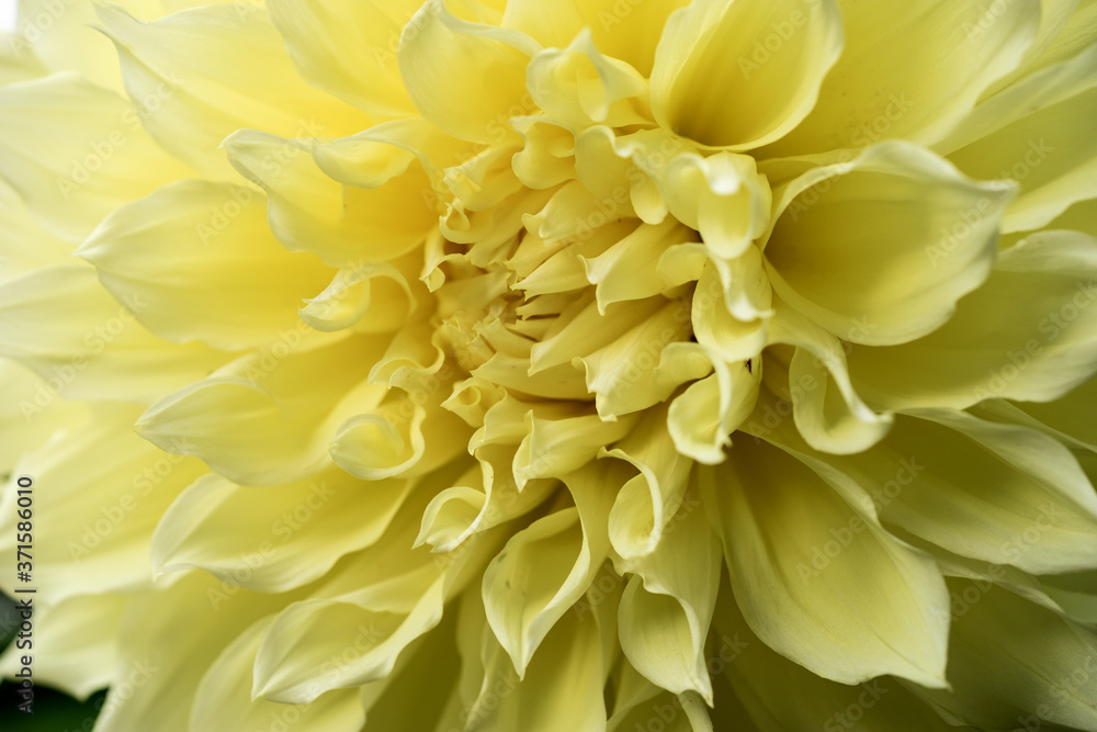 Macro image yellow Dahlia flower. Closeup yellow Dahlia flower Macro image yellow Dahlia flower. Closeup yellow Dahlia flower