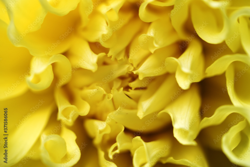 Macro image yellow Dahlia flower. Closeup yellow Dahlia flower Macro image yellow Dahlia flower. Closeup yellow Dahlia flower