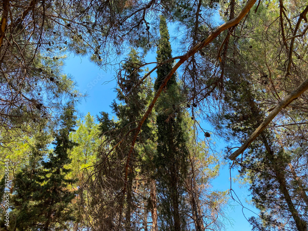 Fototapeta premium blue sky and pine trees