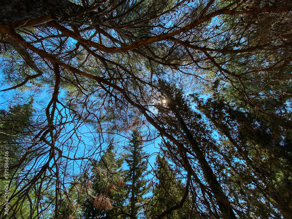 Fototapeta premium blue sky and pine trees