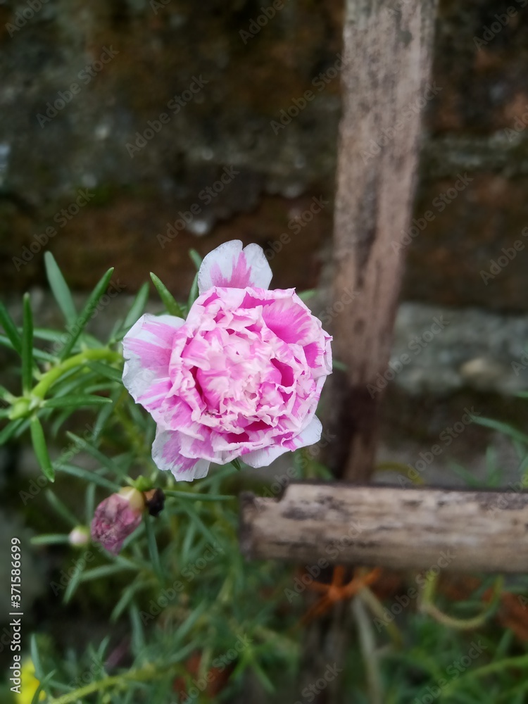 Obraz premium pink roses in a garden
