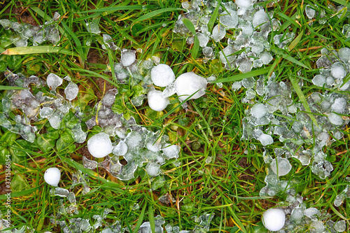 Bild auf Leinwand Hailstones on the grass of a green meadow after a heavy thunderstorm in summer