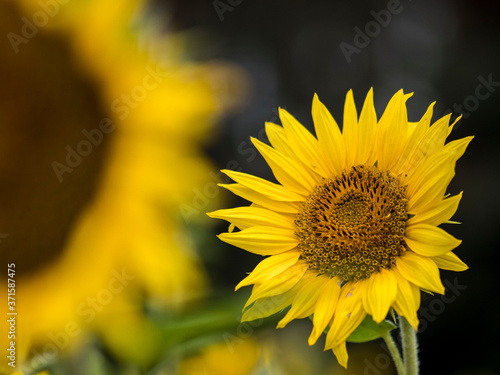 Słonecznik złoty słonecznik słoneczka  © Magdalena