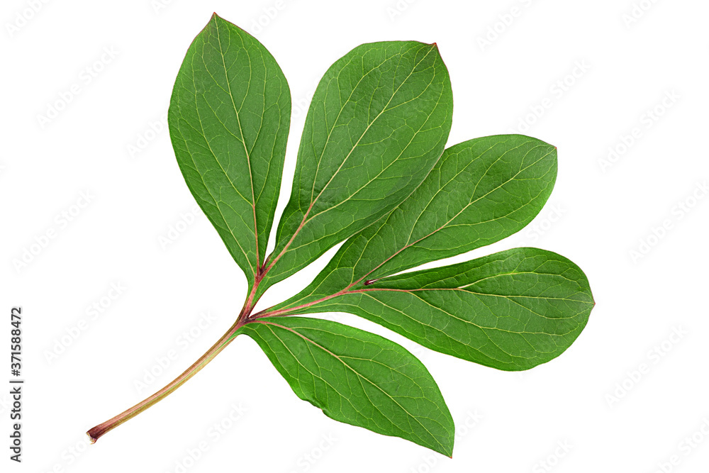 Obraz premium Peon flower leaf